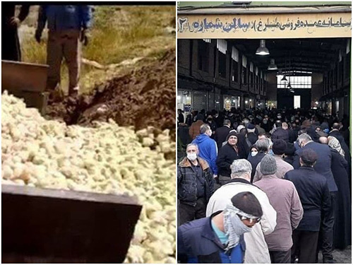 تصویر تلخ؛ جوجه&zwnj;هایی که زنده به گور شدند