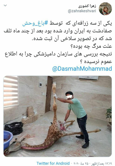 سلاخی زرافه&zwnj;ای که به ایران آمده بود!