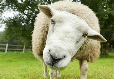 پرواز گوسفند&zwnj;های رومانی به ایران