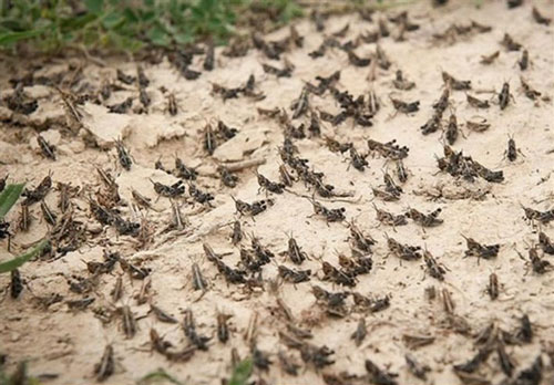 ماجرای پیشنهاد خرید تضمینی &laquo;ملخ&raquo;