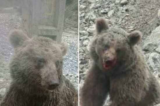 دستگیری سنگ&zwnj;اندازان بی&zwnj;رحم به خرس قهوه&zwnj;ای