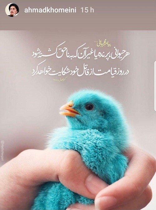 اعتراض وارونه سیداحمد خمینی به جوجهکُشی اعتراض وارونه سیداحمد خمینی به جوجهکُشی