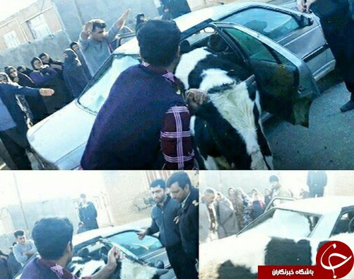سرقت و جاسازی ماهرانه گاو داخل پژو!