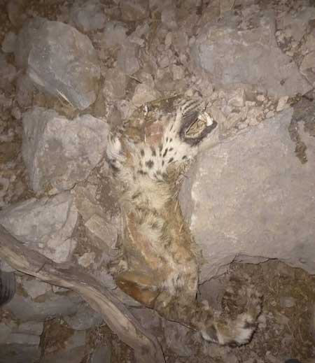 مرگ دردناک پلنگ ایرانی در آتشسوزی کوه حاتم مرگ دردناک پلنگ ایرانی در آتشسوزی کوه حاتم