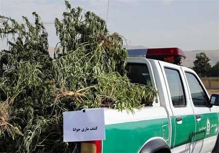 کشت &laquo;ماری جوانا&raquo; با تسهیلات کمیته امداد؟!