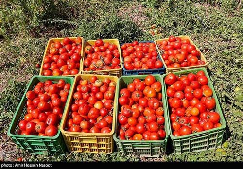 قیمت گوجه به ۴هزار تومان می&zwnj;رسد