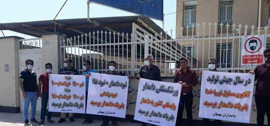 تلف شدن دامها در خوزستان به دلیل گرانی خوراک تلف شدن دامها در خوزستان به دلیل گرانی خوراک
