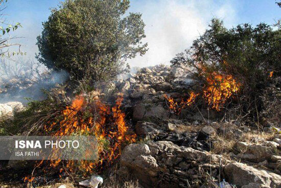 ۳۰۰هکتار حریق عمدیِ زیستمحیطی در سال ۹۸ ۳۰۰هکتار آتشسوزی عمدیِ زیستمحیطی در سال ۹۸