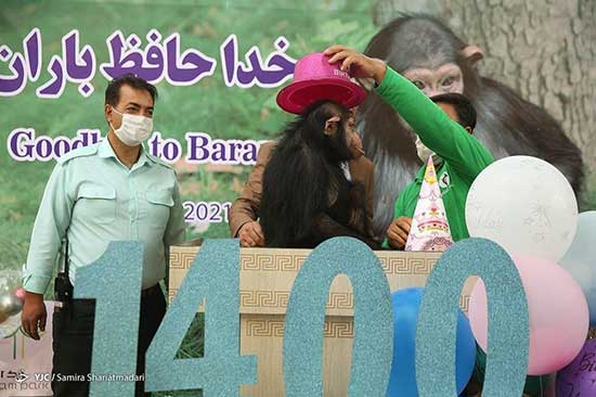 مرگ باران، شامپانزه ایرانی در غربت مرگ باران شامپانزه ایرانی بعد از انتقال به کنیا