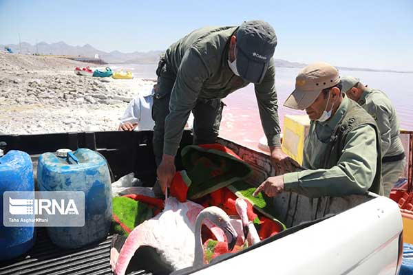 نجات فلامینگوهای گرفتار در دریاچه ارومیه نجات فلامینگوهای گرفتار در بلورهای نمک دریاچه ارومیه